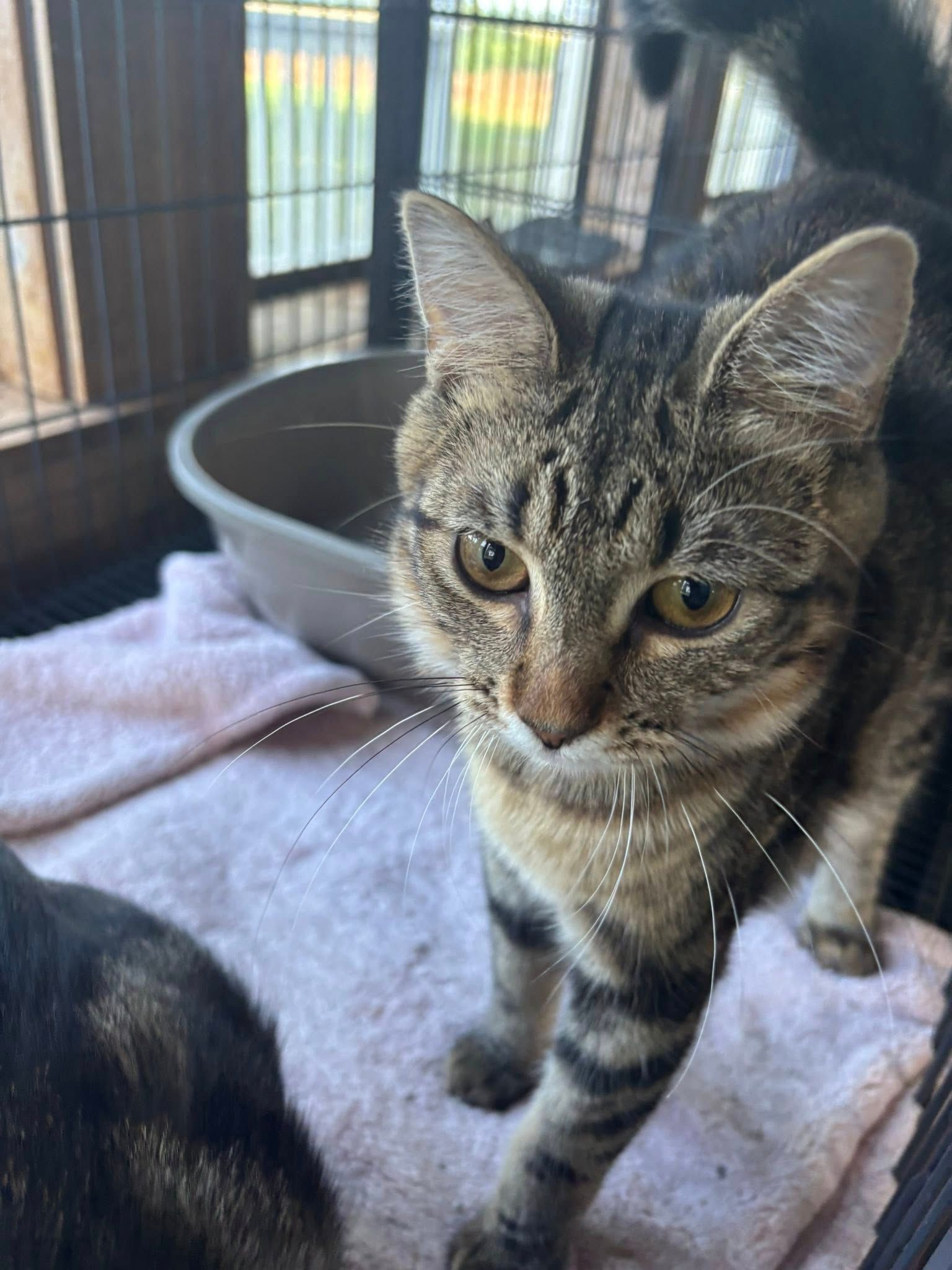 Tabby cat in a cage, looking forward. Brown and gray stripes, light pink towel, neutral background.