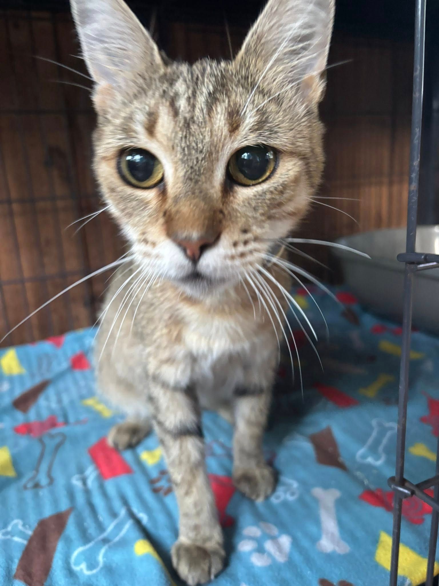 Tan tabby cat with big eyes sitting on blue blanket.