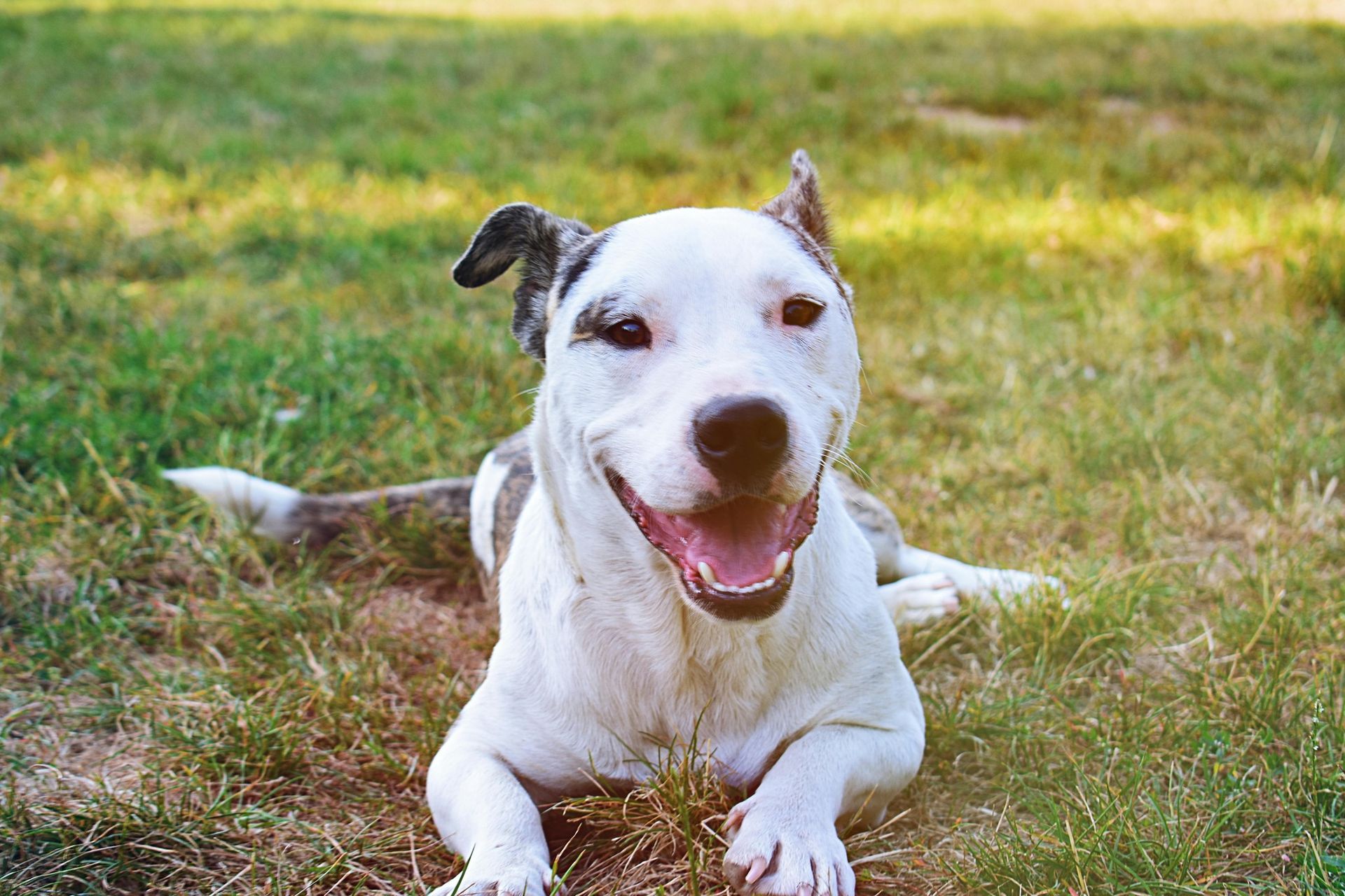 White and brown dog laying in grass, smiling with tongue out.