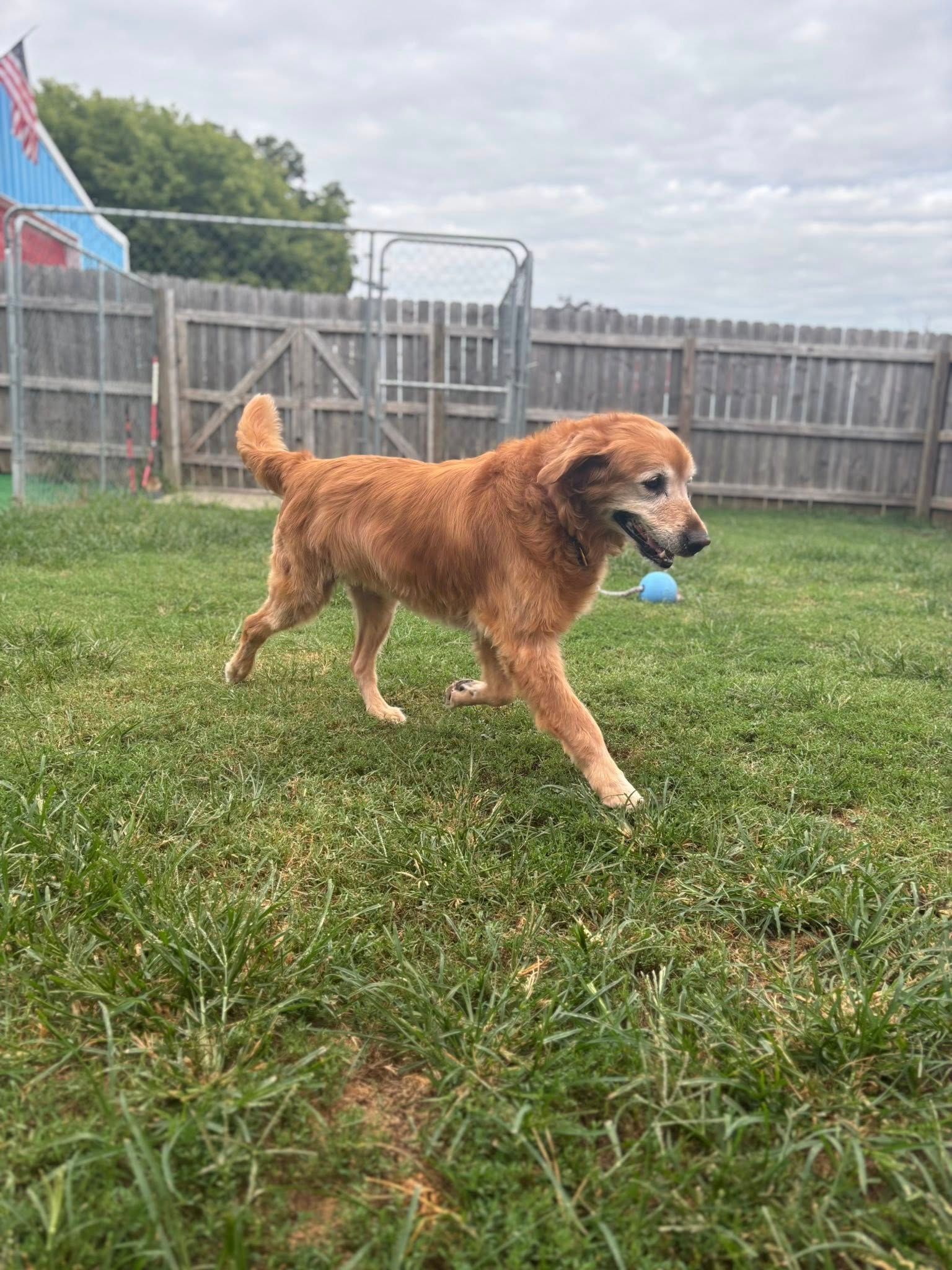 Golden retriever dog runs through grassy yard, near a wooden fence.