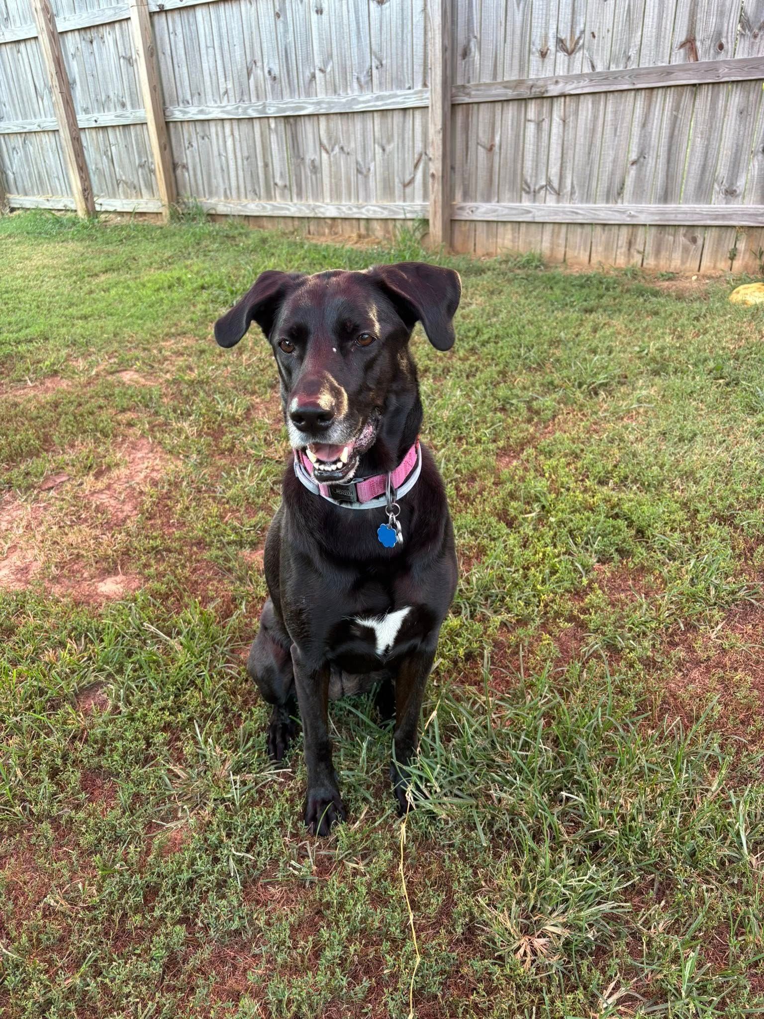 Black dog with white chest patch sits on grass, pink collar, fence background.