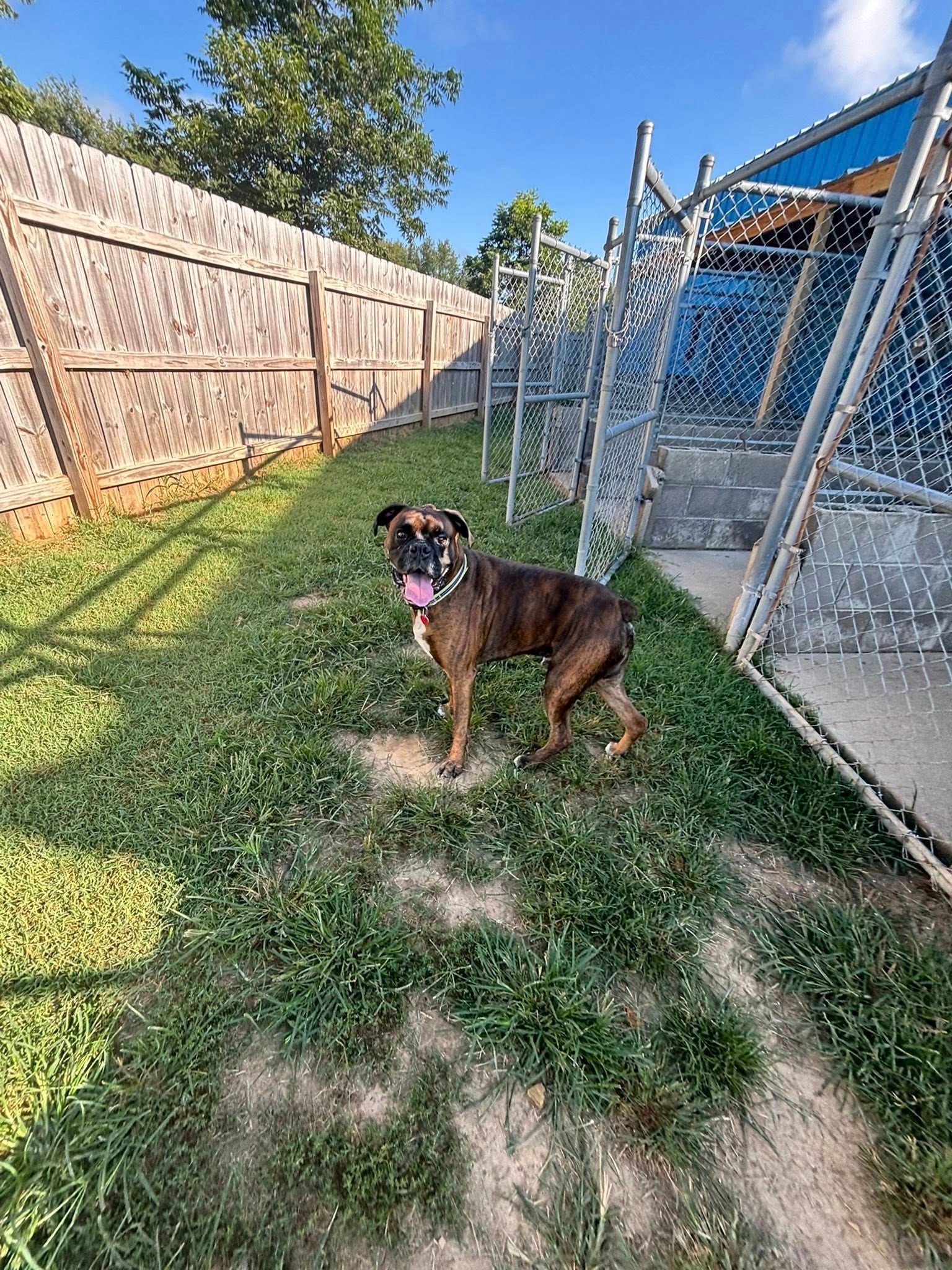 Brown dog stands on grass in fenced yard, looking at the camera.