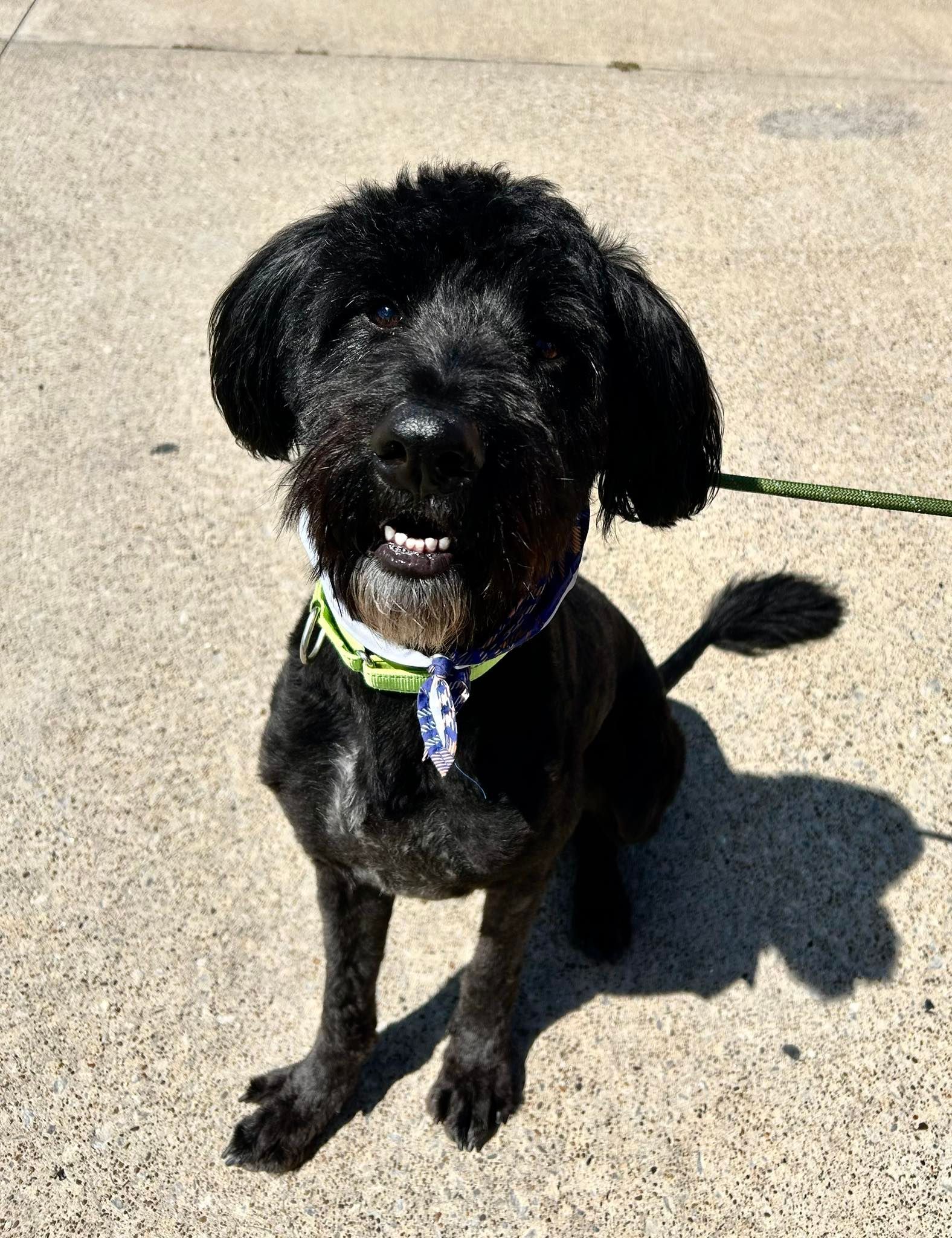 Black dog with a fluffy face and smiling expression, wearing a blue and green collar, sitting outdoors.