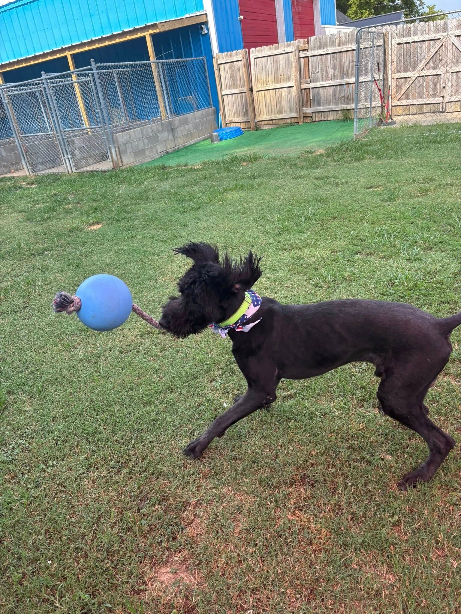 Black dog running on grass, carrying a blue ball with a rope, playful mood in backyard.