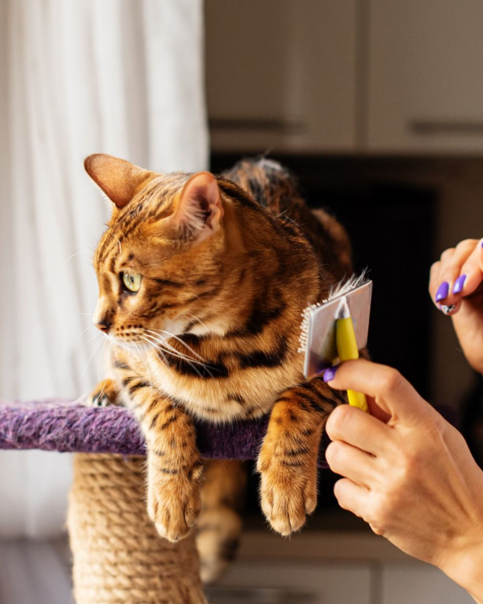 Bengal cat being brushed on a purple cat tree, brown and gold fur, person's hands holding the brush.
