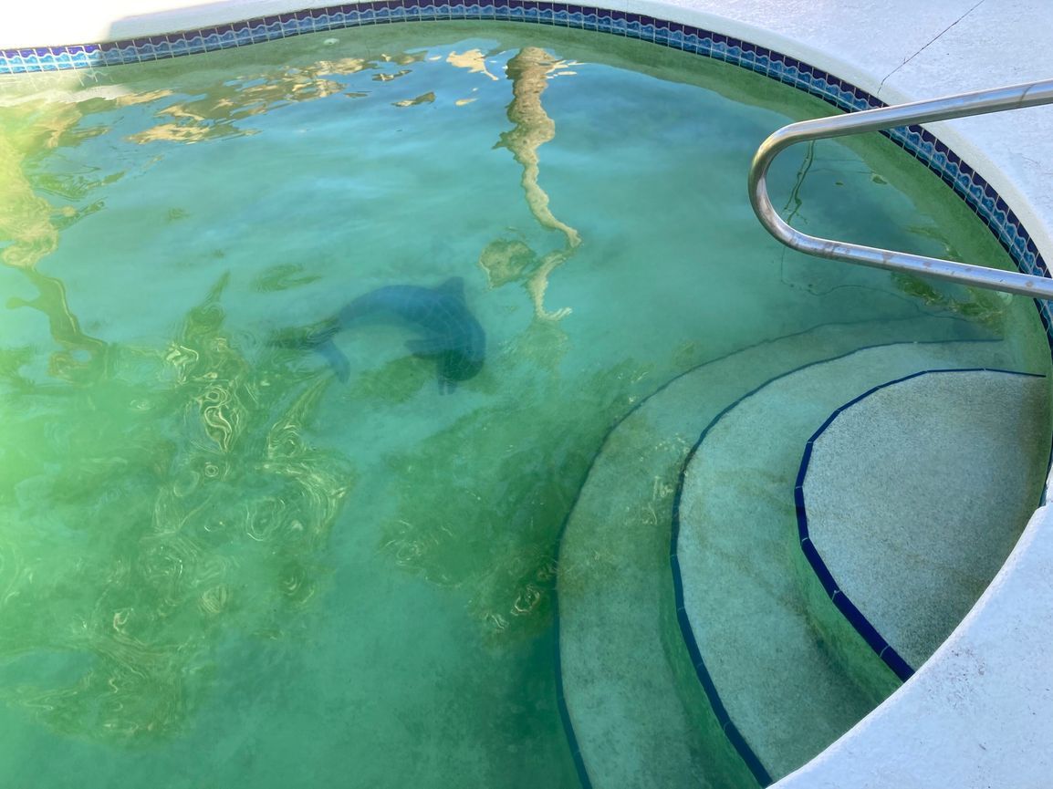 A dolphin swims in a green-tinted pool near entry steps and a handrail.