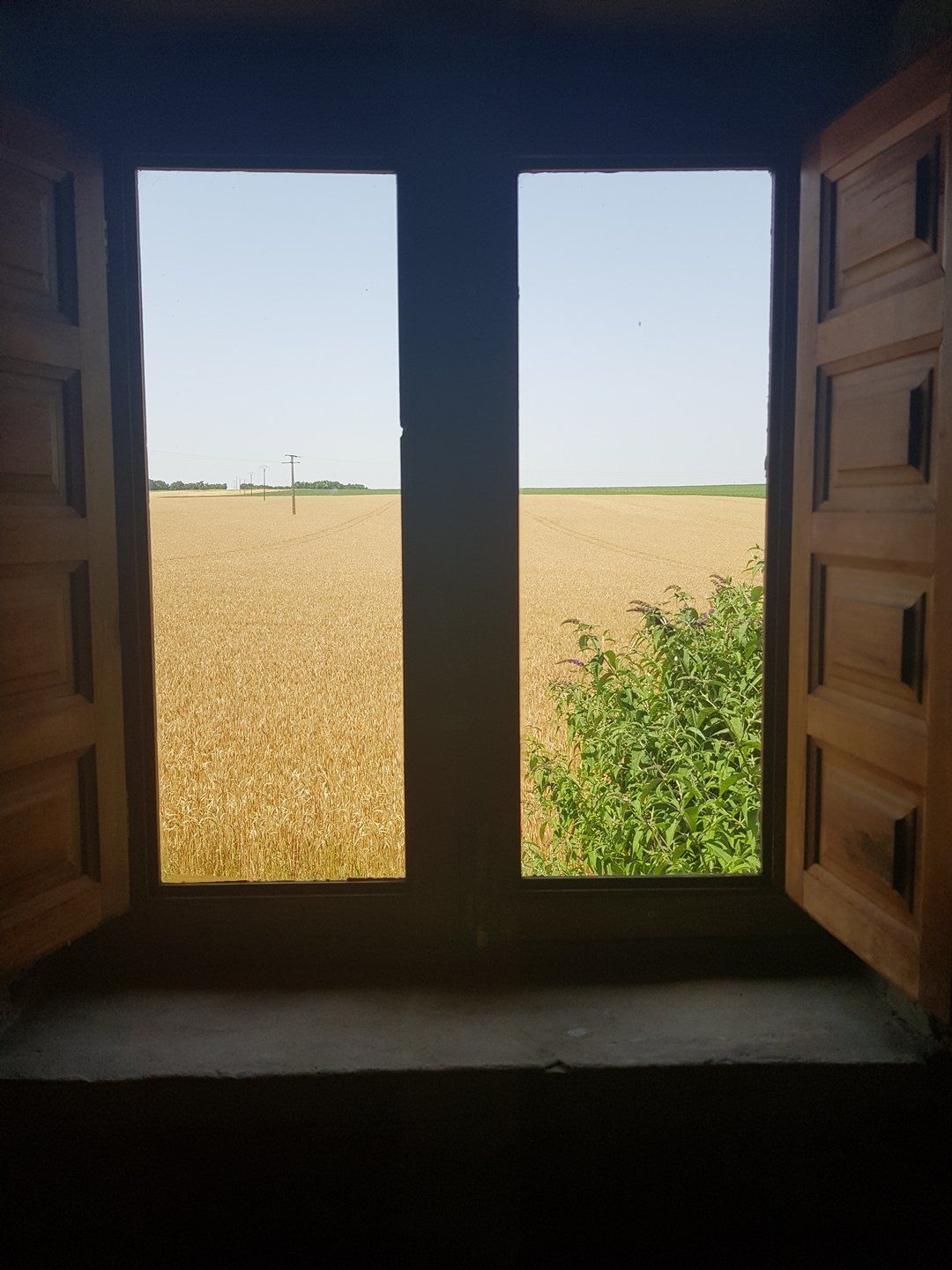 vue d'un champ de blé d'une fentre premier etage