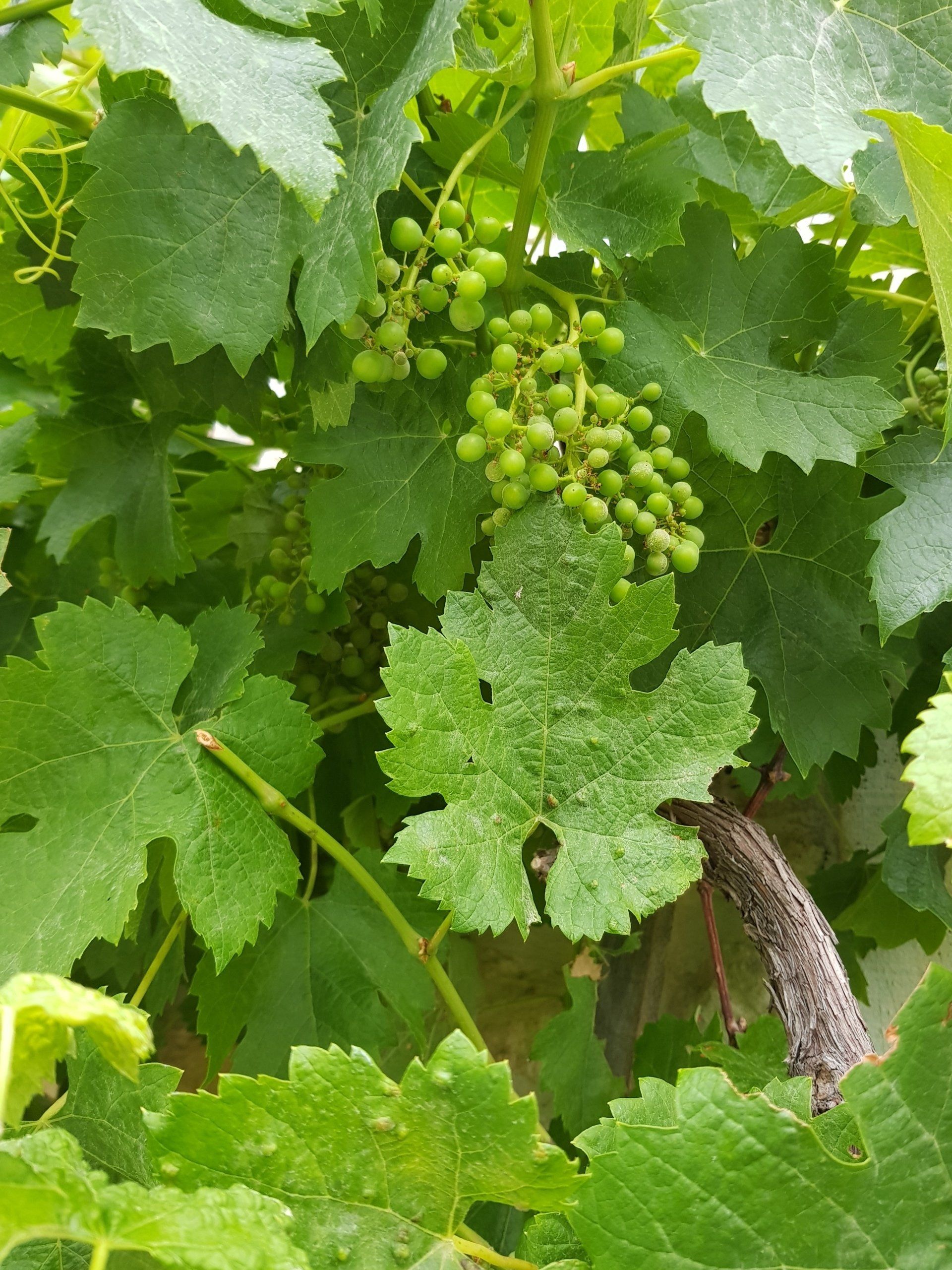 grape vines 