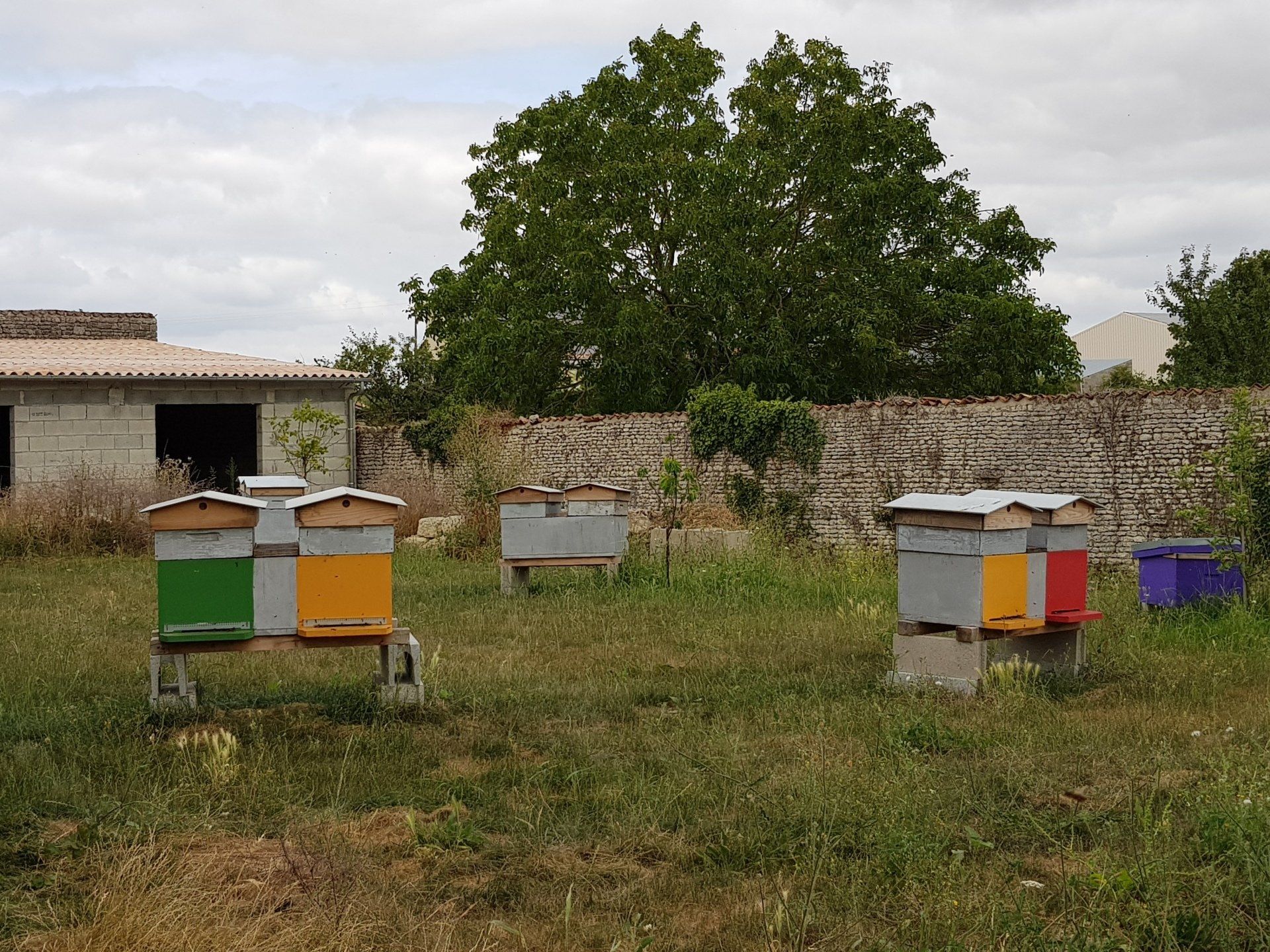 hives designed to produce Queens