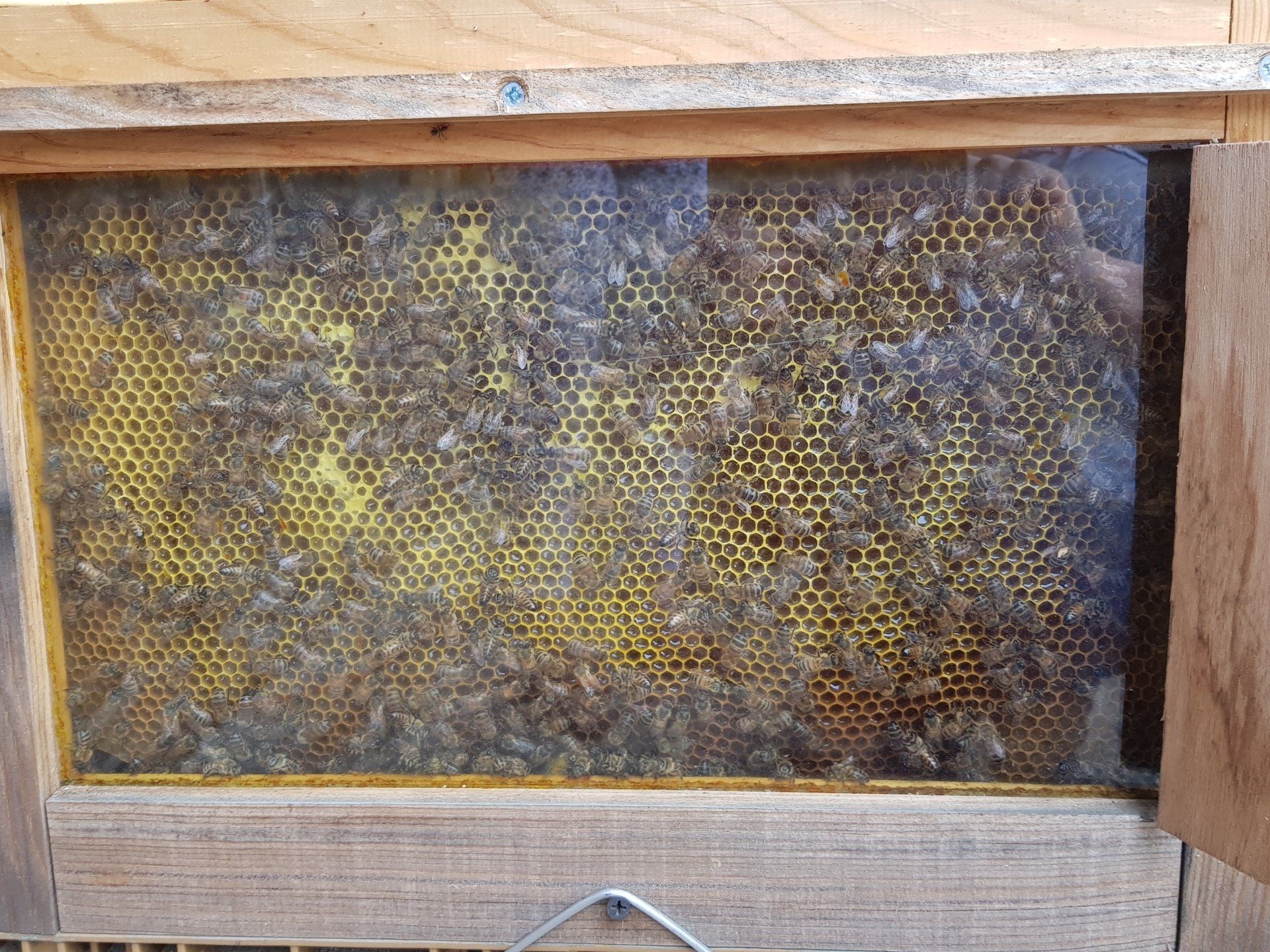 bees working in the hive with a glass wall