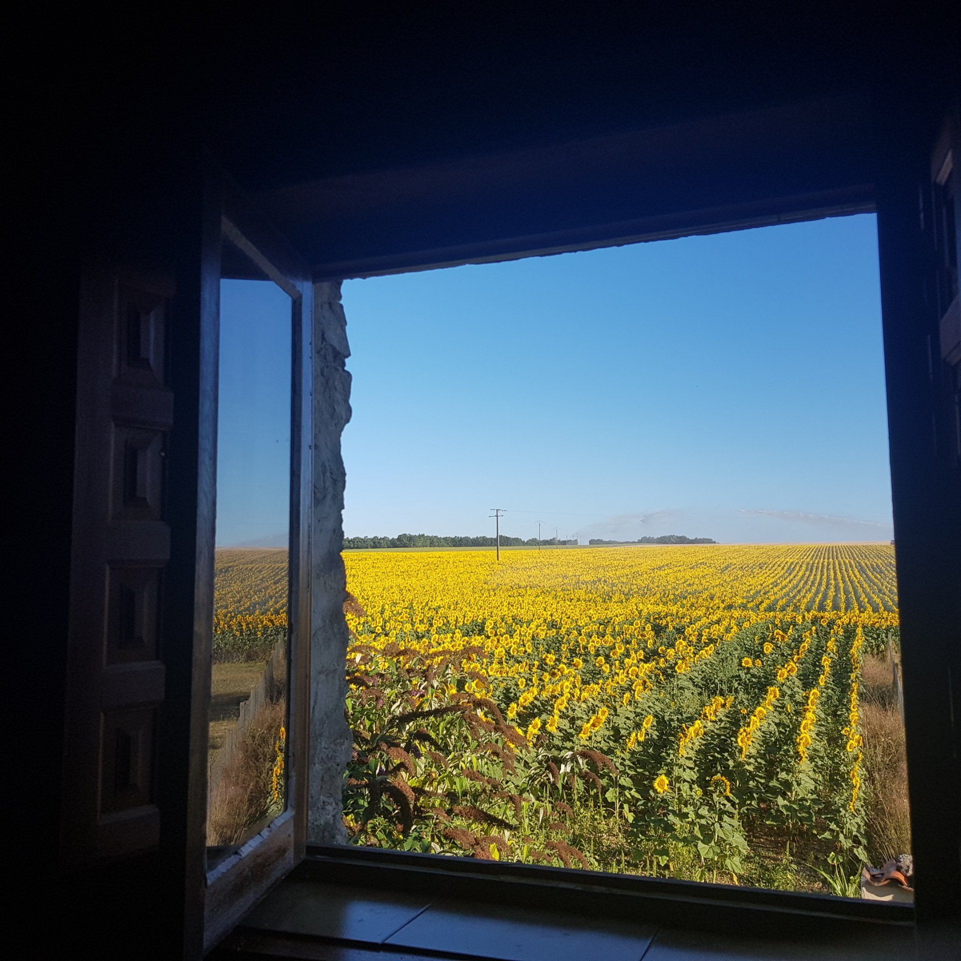 view through a window of sunflower field