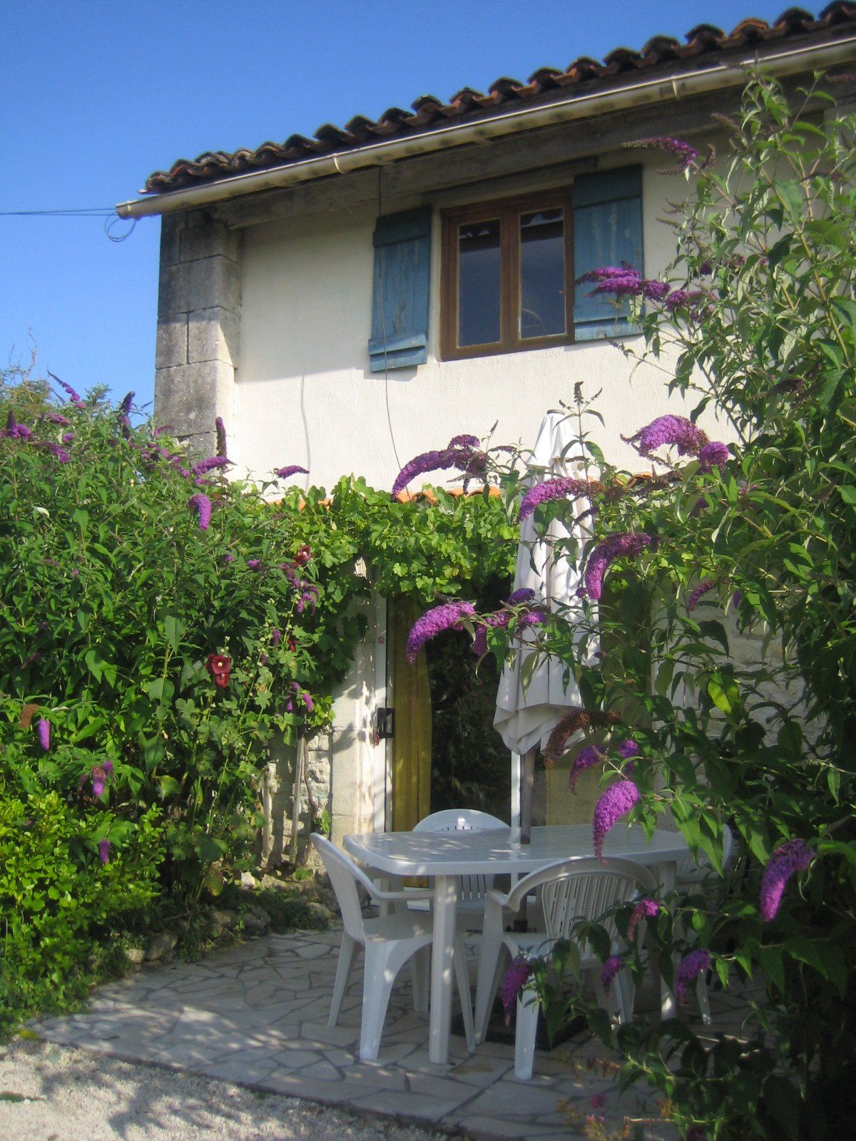 cottage with a grape vine over the door and budleau bushes either side of the terrace