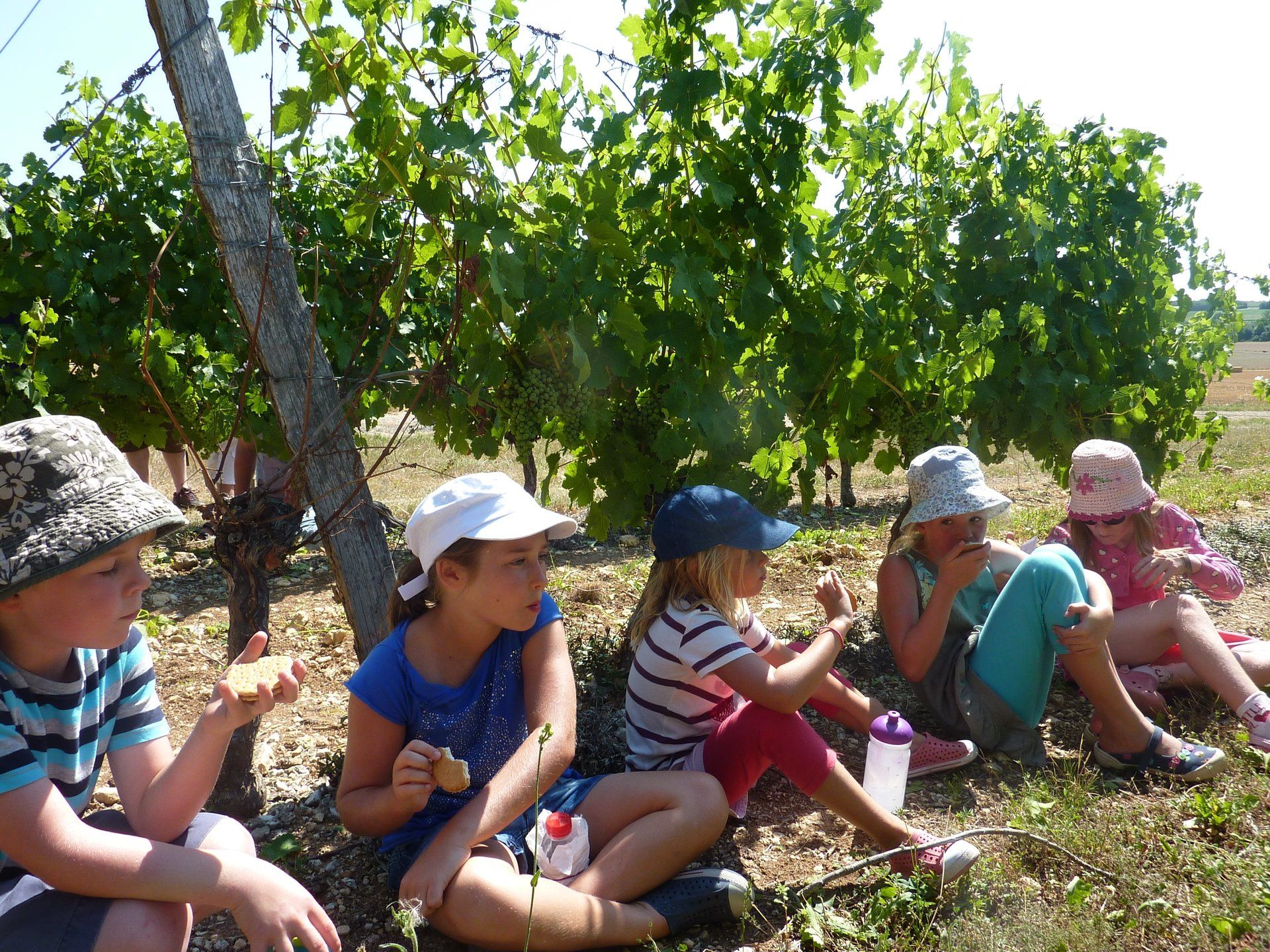 children sat in the shade of grape vines on a hot day