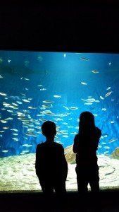 silhoette of two childre looking at a blue fish tank at la rochelle aquarium