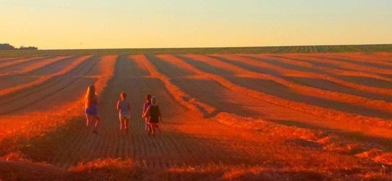 vue d'enfants courant dans un champ de blé au coucher du soleil