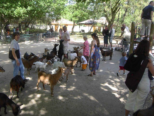 people in the goat pen petting the goats at la palmyre animal park