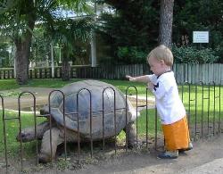 toddler touching a giant tortoise