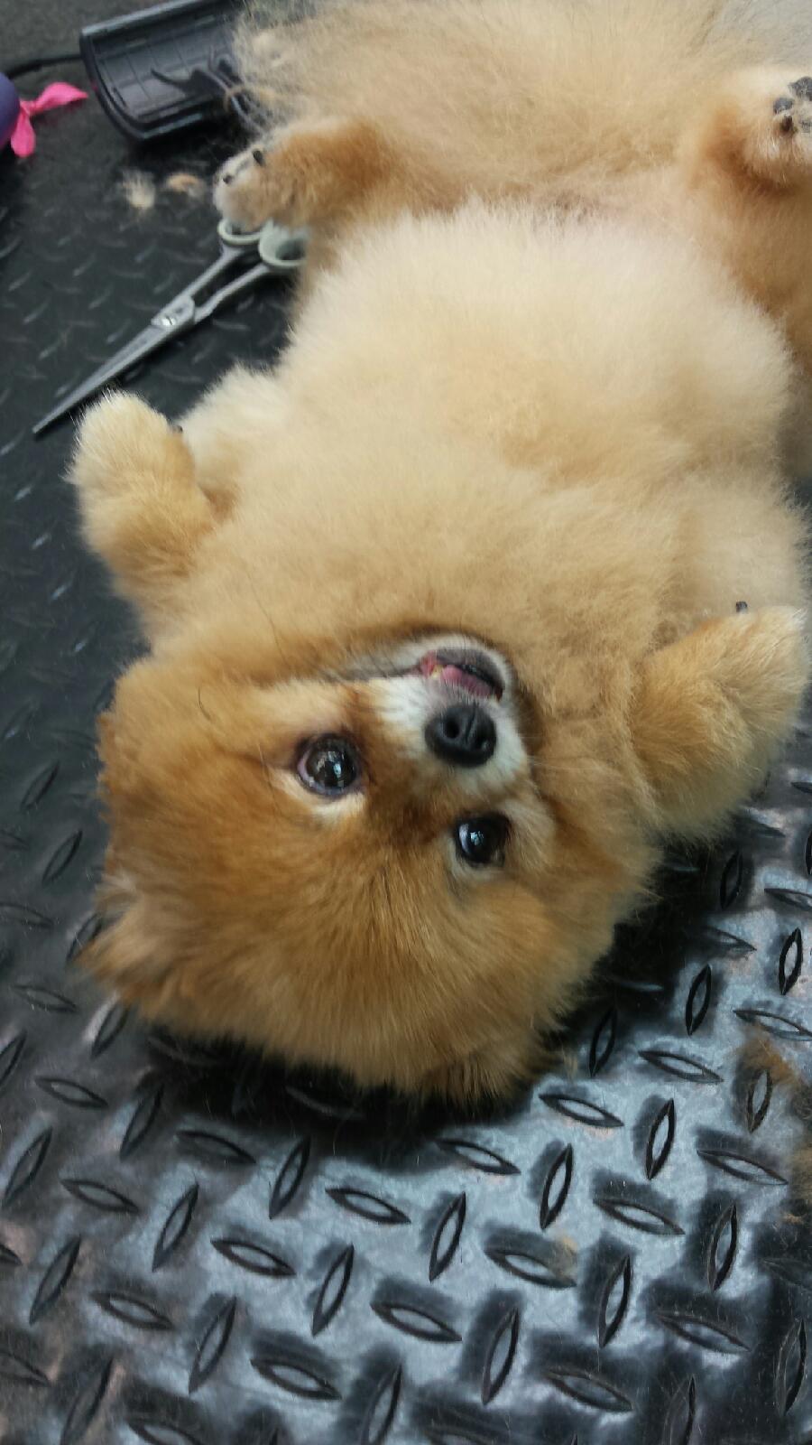 Happy Dog - Elk Grove, CA - Noah's Ark Dog & Cat Grooming