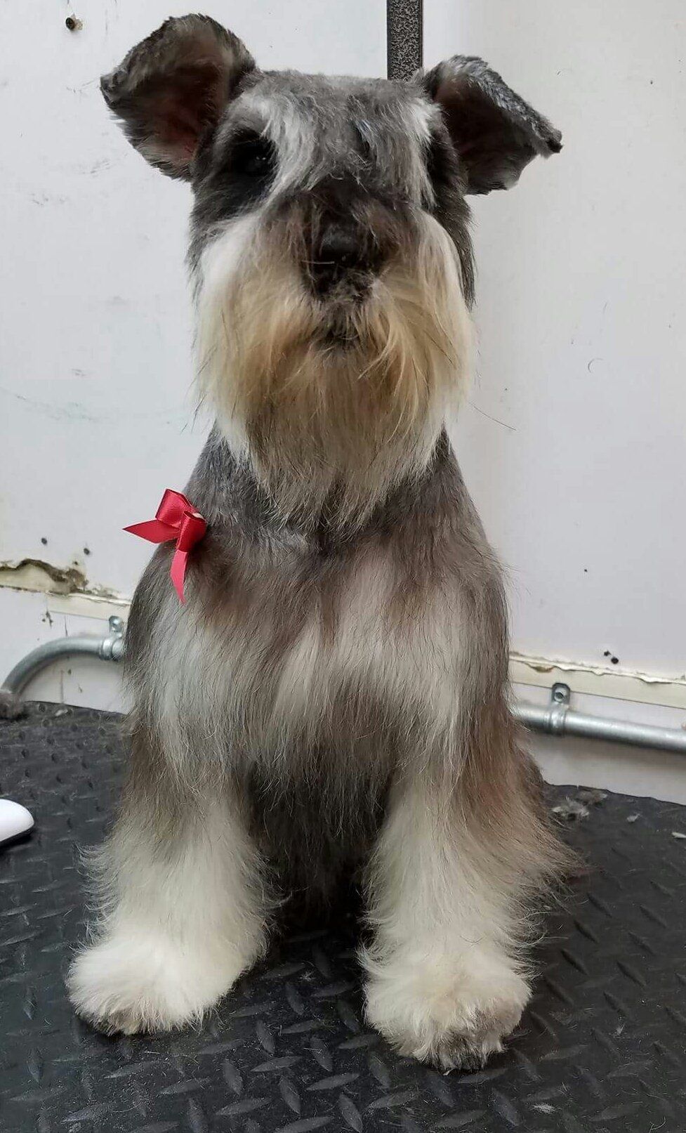 Dog Sitting - Elk Grove, CA - Noah's Ark Dog & Cat Grooming