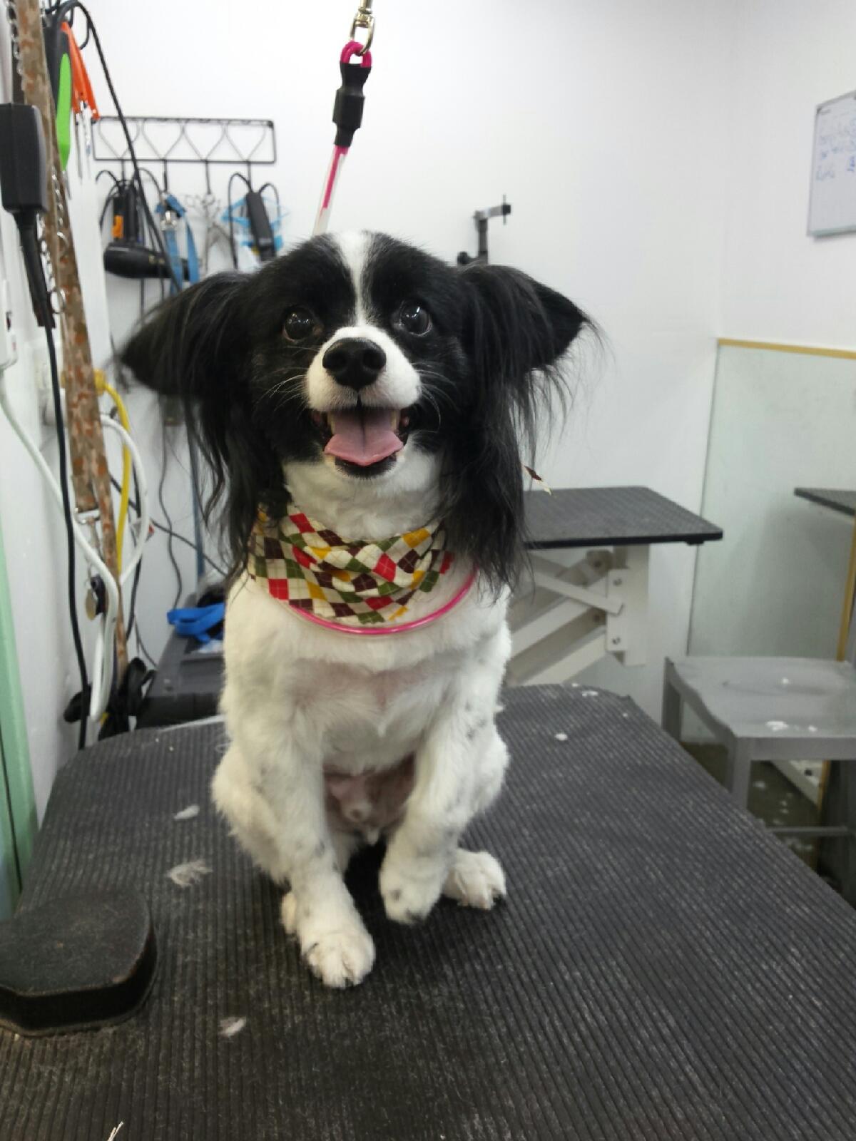 Cute Dog After Grooming - Elk Grove, CA - Noah's Ark Dog & Cat Grooming