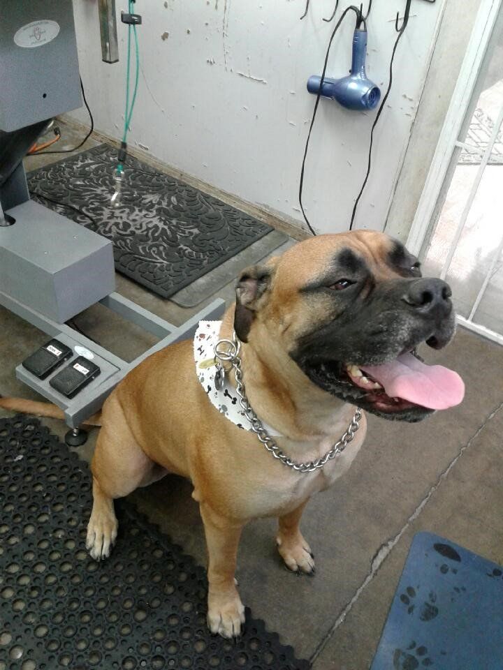 Very Happy Dog - Elk Grove, CA - Noah's Ark Dog & Cat Grooming