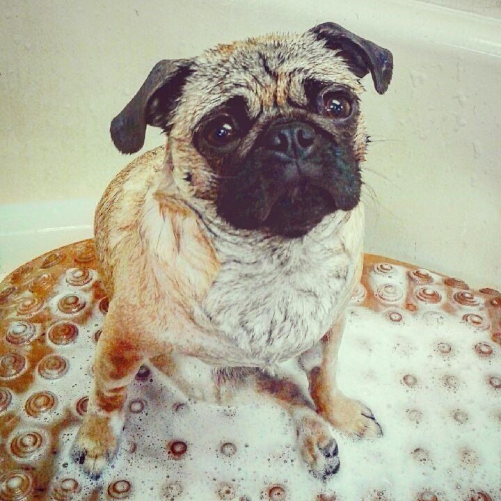 Dog Taking A Bath - Elk Grove, CA - Noah's Ark Dog & Cat Grooming