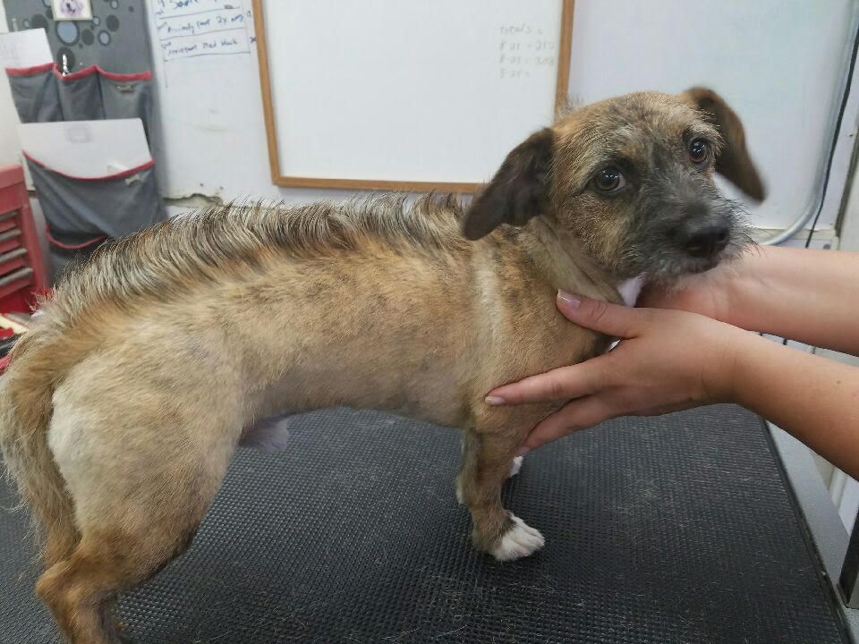 Dog Staring Into The Camera - Elk Grove, CA - Noah's Ark Dog & Cat Grooming