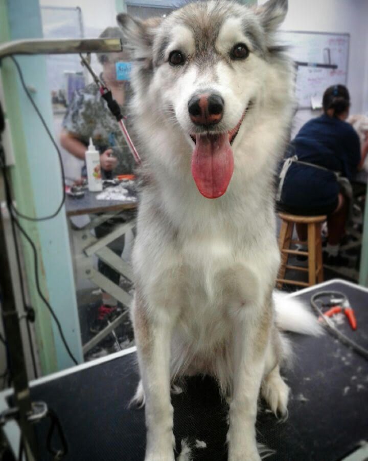 Pet Grooming - Elk Grove, CA - Noah's Ark Dog & Cat Grooming