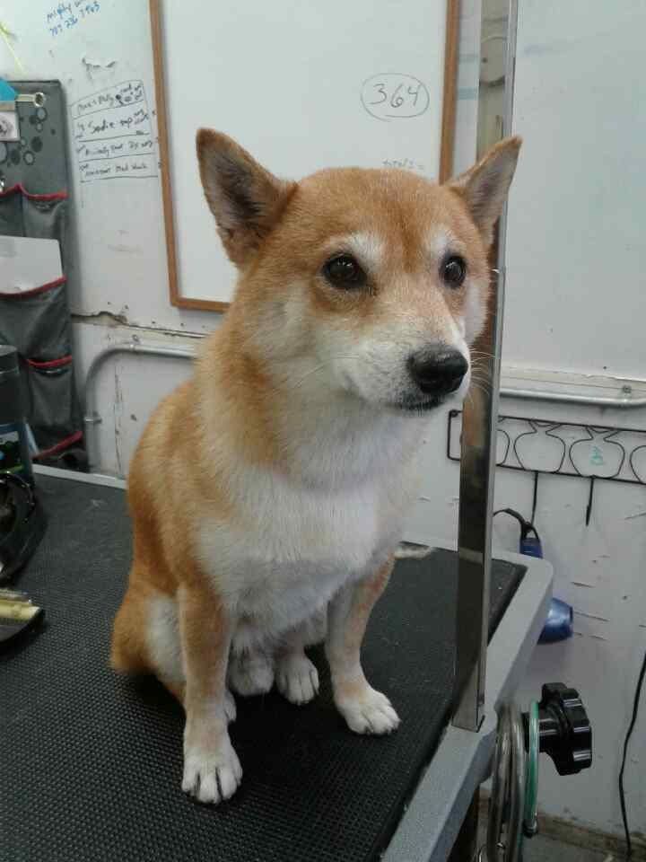 Shiba Inu Dog - Elk Grove, CA - Noah's Ark Dog & Cat Grooming