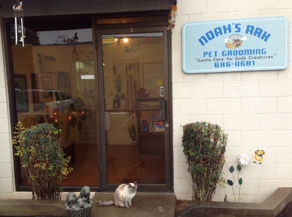 Cat At The Front Door - Elk Grove, CA - Noah's Ark Dog & Cat Grooming