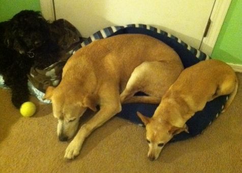 Two Sleepy Dog - Elk Grove, CA - Noah's Ark Dog & Cat Grooming