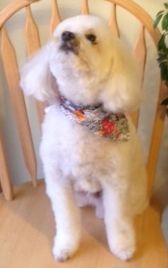 Cute White Dog - Elk Grove, CA - Noah's Ark Dog & Cat Grooming