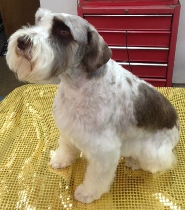 Dog Look Sad After Grooming - Elk Grove, CA - Noah's Ark Dog & Cat Grooming