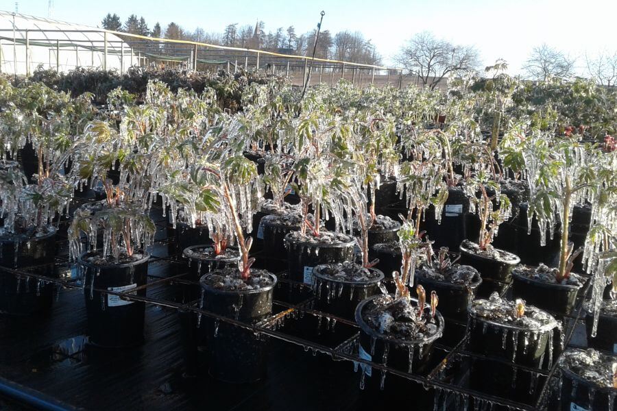 Stādu audzētava Z/S Bērziņi | stādu audzēšana