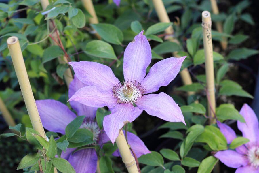 Stādu audzētava Z/S Bērziņi | stādu audzēšana