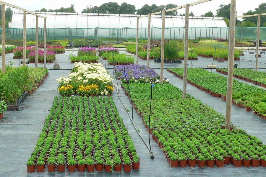 Stādu audzētava | Z/S Bērziņi- daudzgadīgo puķu stādu piegāde