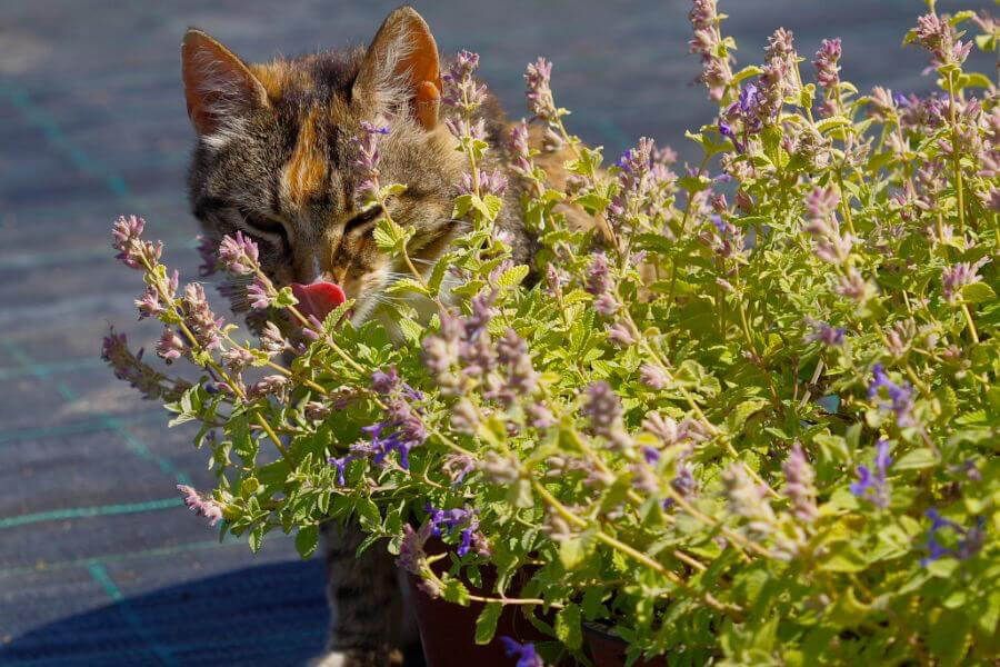 Stādu audzētava Z/S Bērziņi | stādu audzēšana