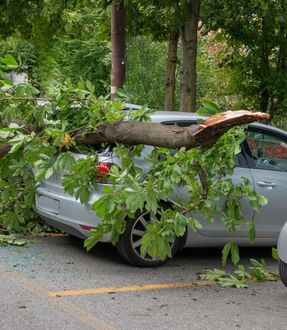 Silver car damaged by a fallen tree branch in a parking lot.