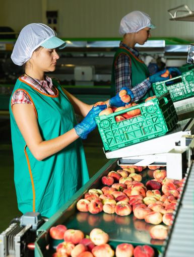 Two workers in green aprons and hairnets sort peaches on a conveyor belt.