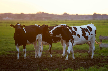 Three black and white cows standing in a grassy field at sunset.