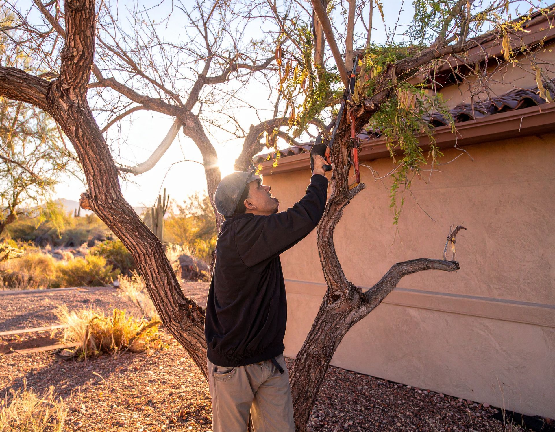 Tree Service Green Valley  Mesquite trimming