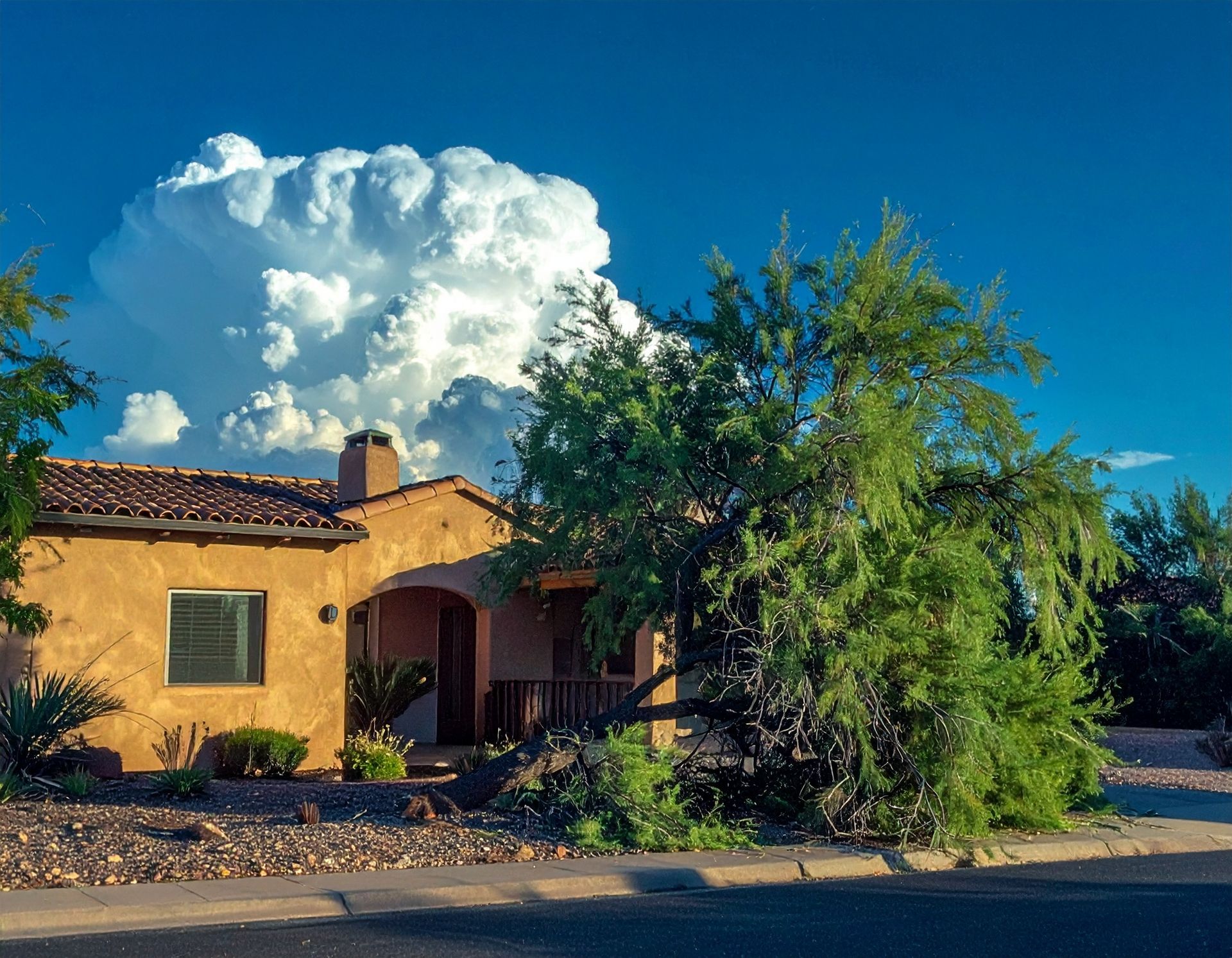 Tree Service Green Valley  downed tree