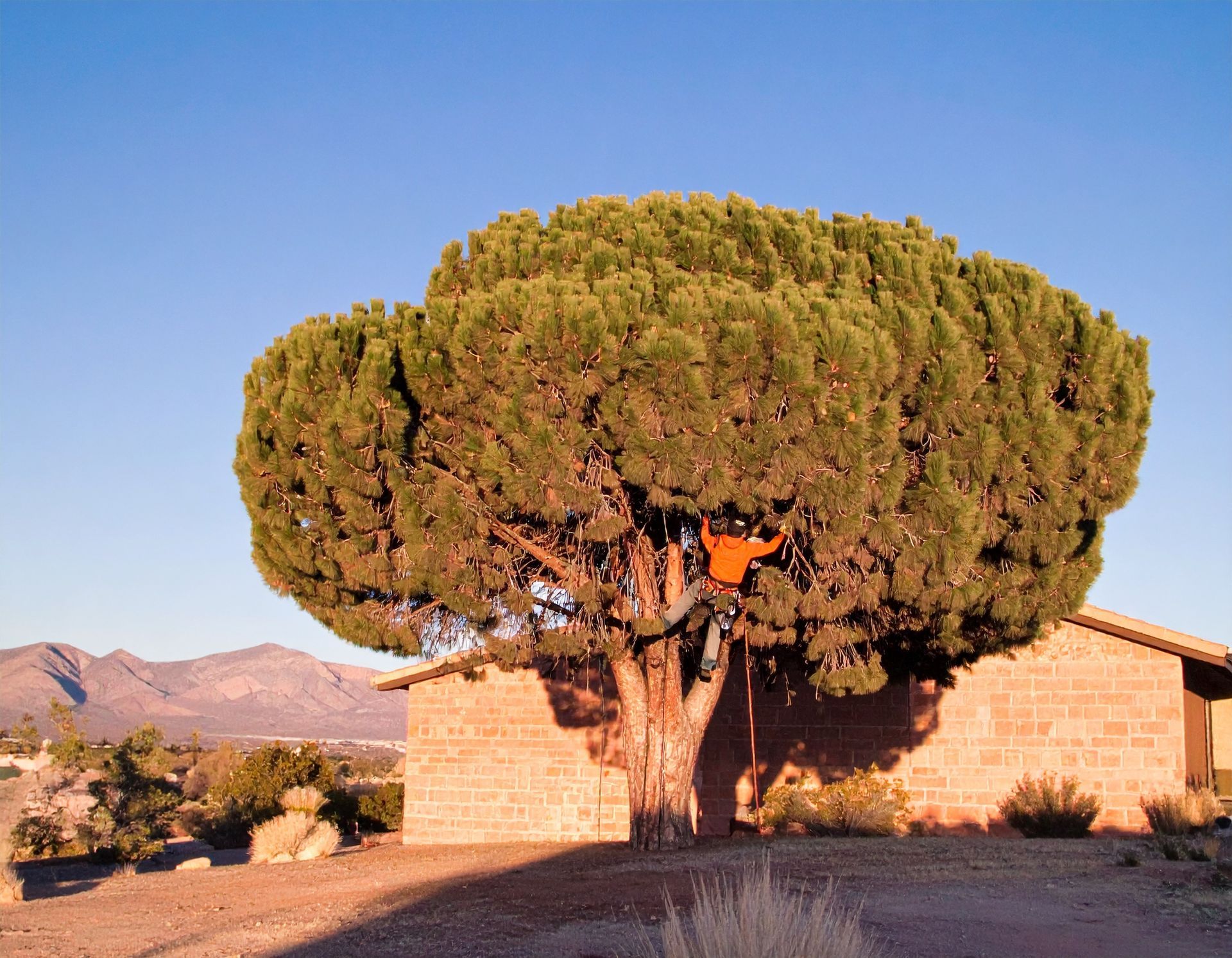 Tree Service Green Valley pine trimming