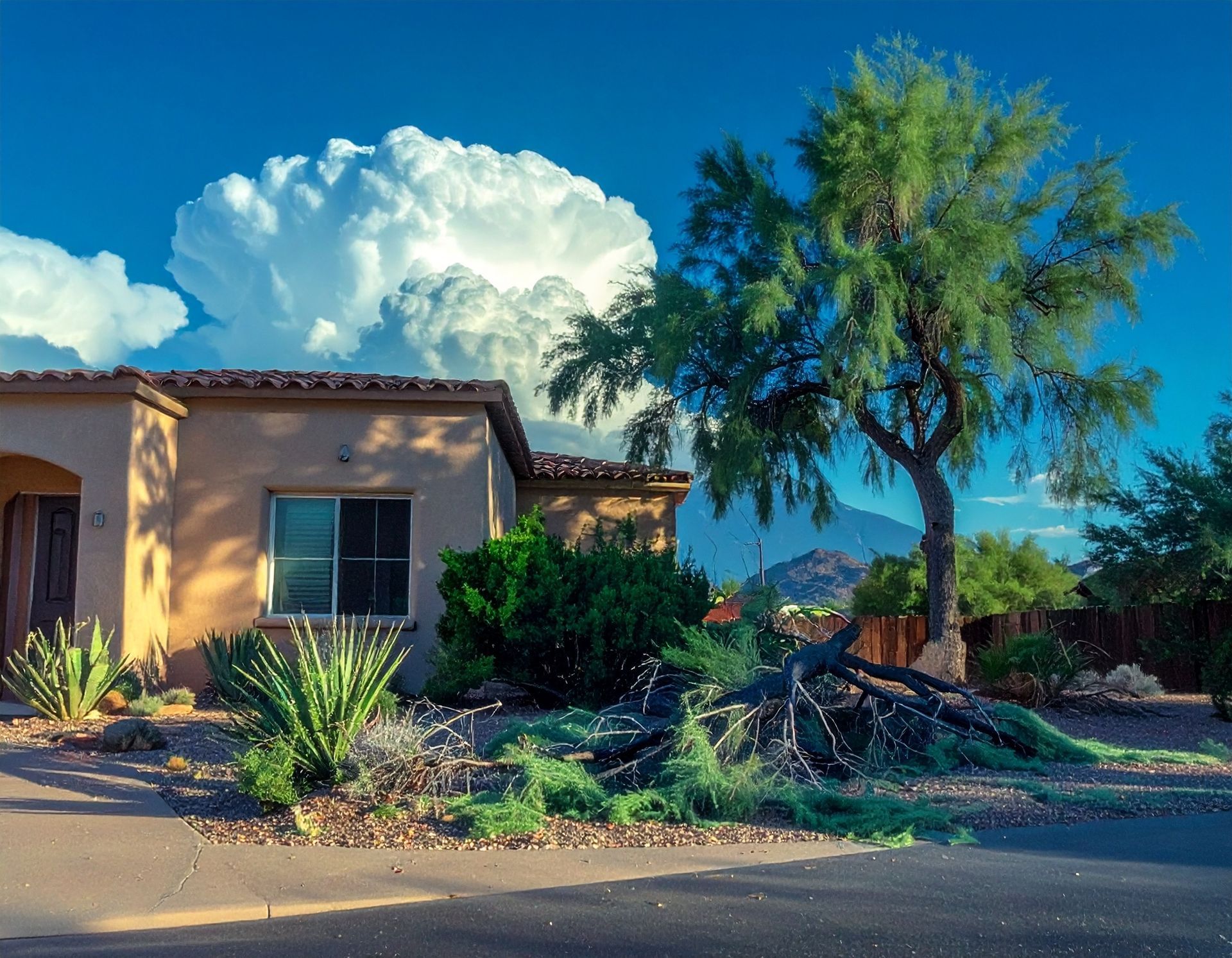 Tree Service Green Valley  downed tree