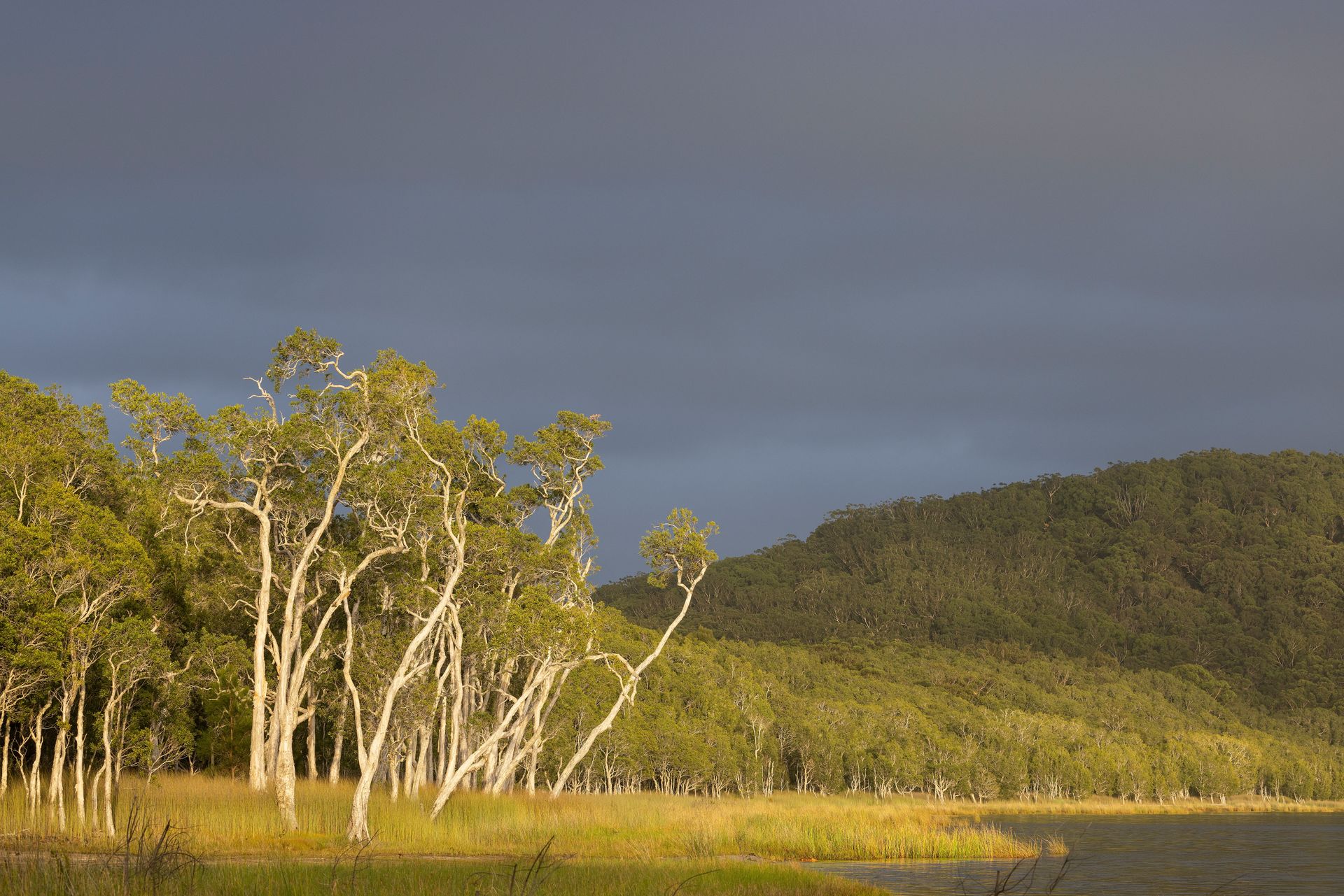 Trees on a Grassy Plain With a Dark, Stormy Sky and a Green Hillside in the Background — CP Roofing in Smiths Lakes, NSW