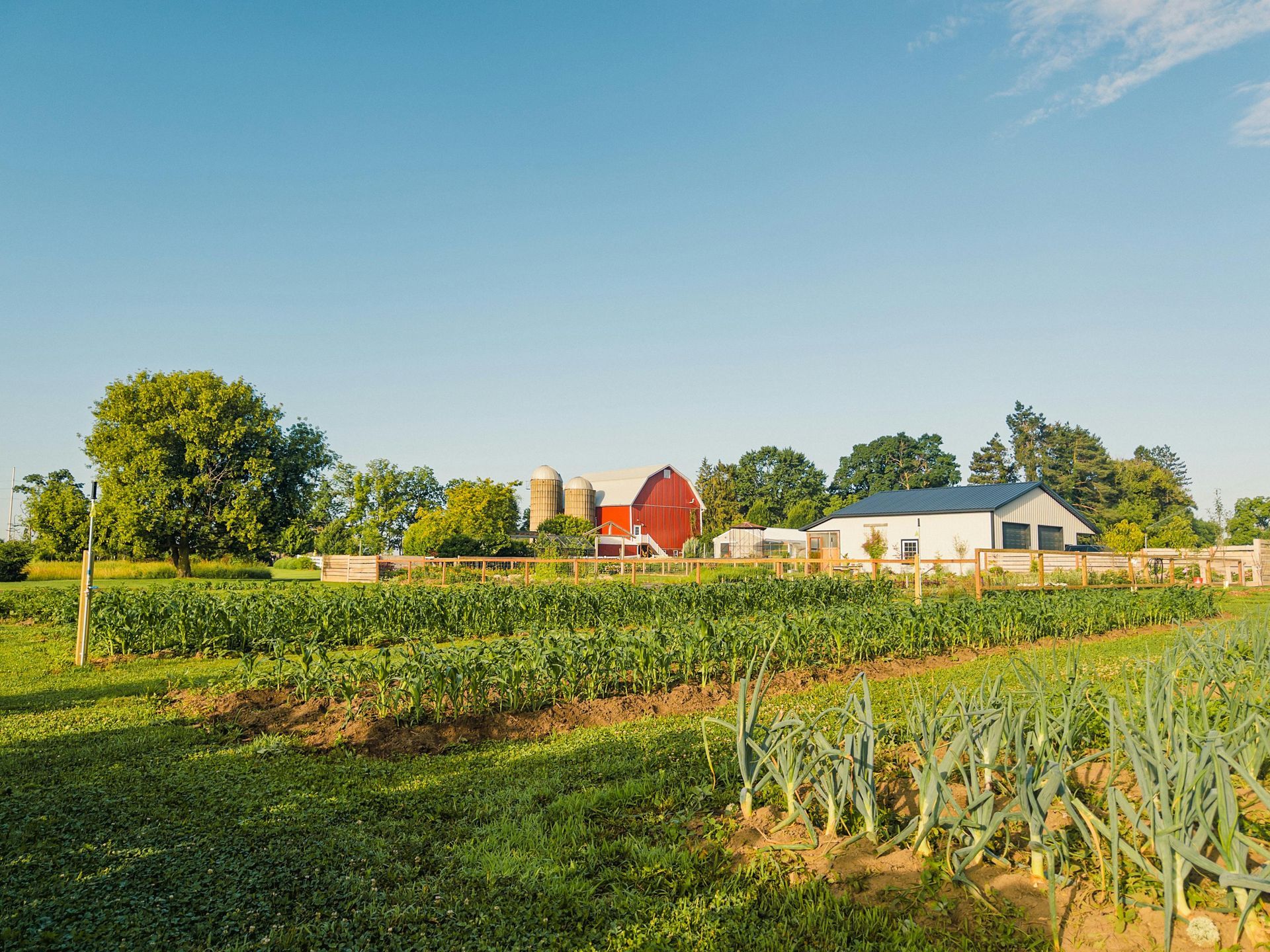 Farm field with crops, red barn, white building, and clear blue sky.
