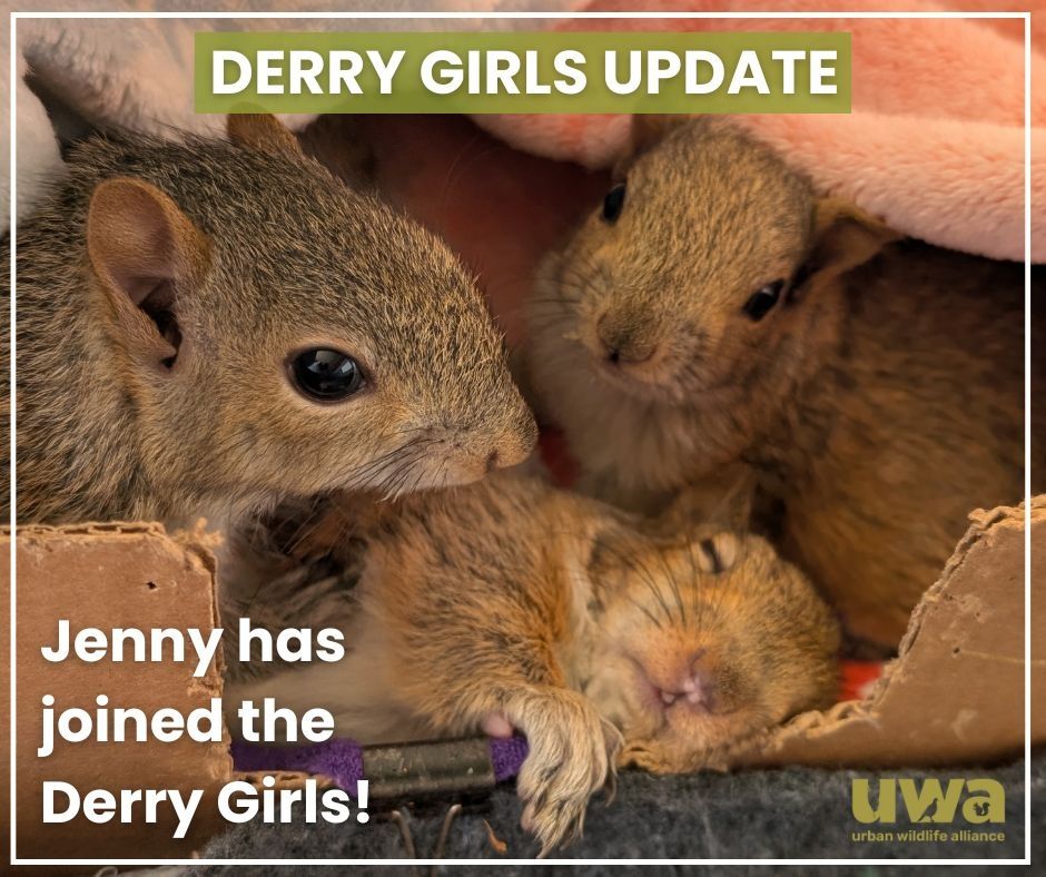 Three squirrels in a cardboard box with the caption 