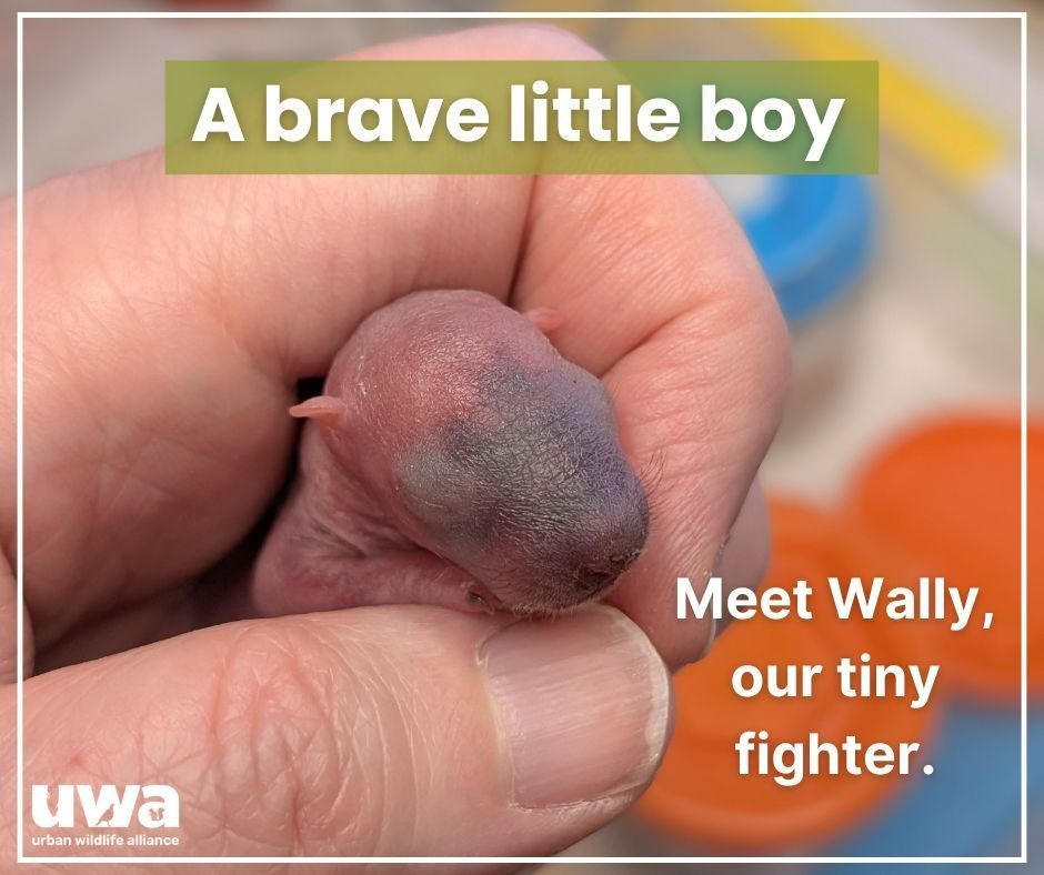 A brave little boy meet wally our tiny fighter
