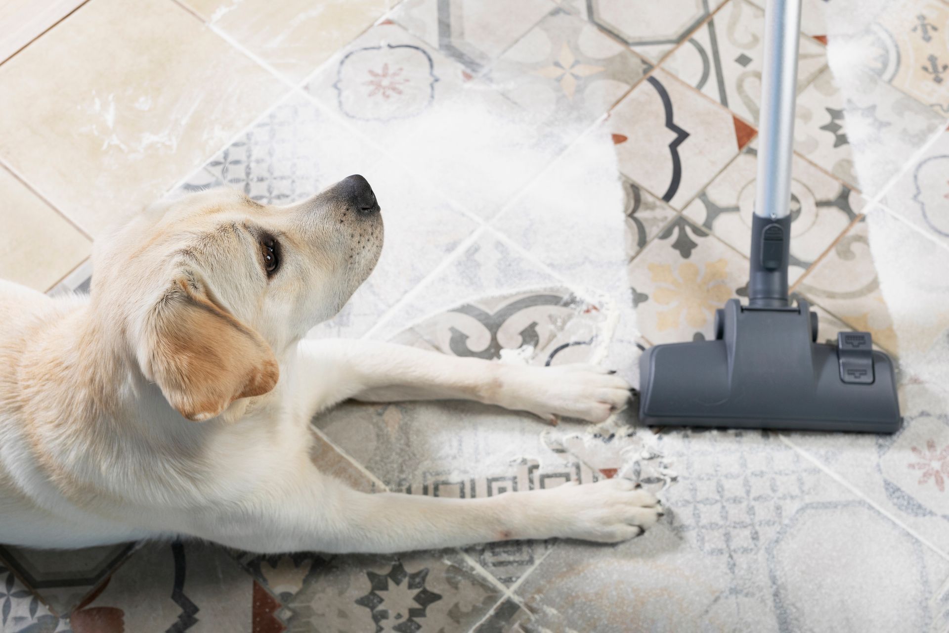 A dog is laying on a couch while a person vacuums the floor.