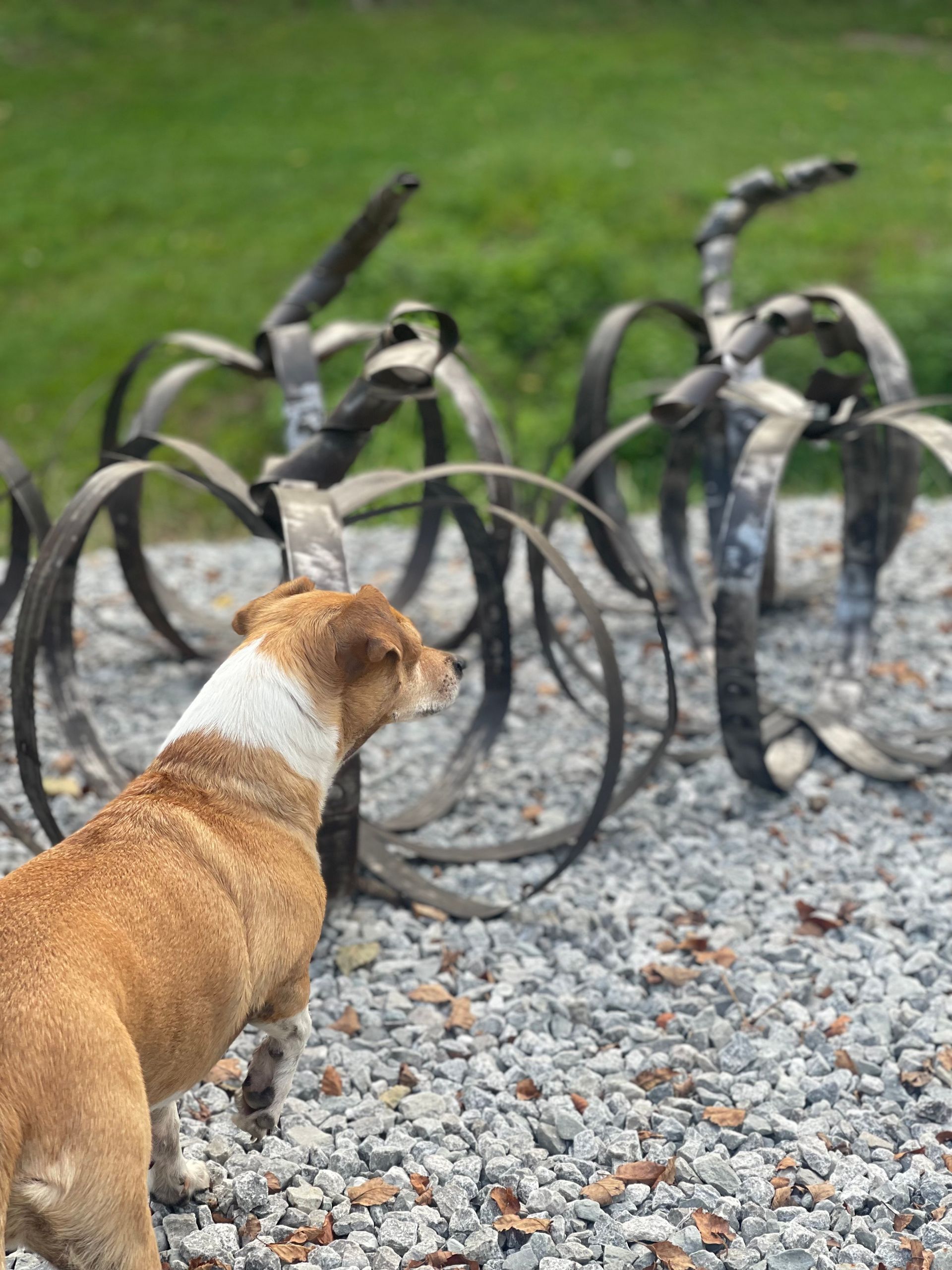 A brown and white dog is standing on gravel in front of a sculpture.